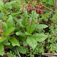 Talinum paniculatum (Jacq.) Gaertn.